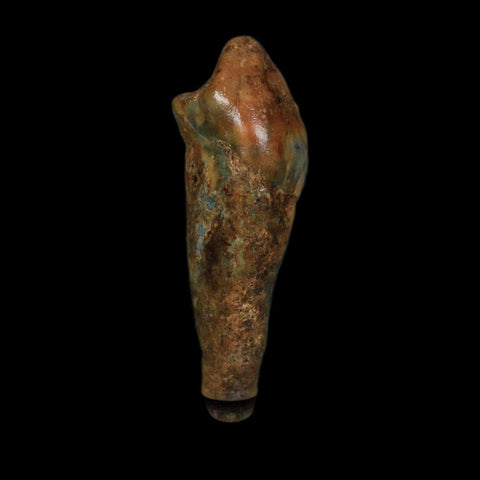 1.2" Extinct Cave Bear Ursus Spelaeus Incisor Tooth Rooted Pleistocene Age COA, Display - Fossil Age Minerals