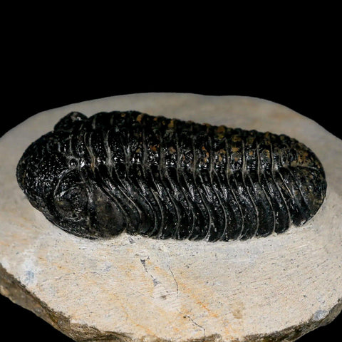 2.3" Moroccops Trilobite Fossil Devonian Morocco 400 Million Years Old COA - Fossil Age Minerals