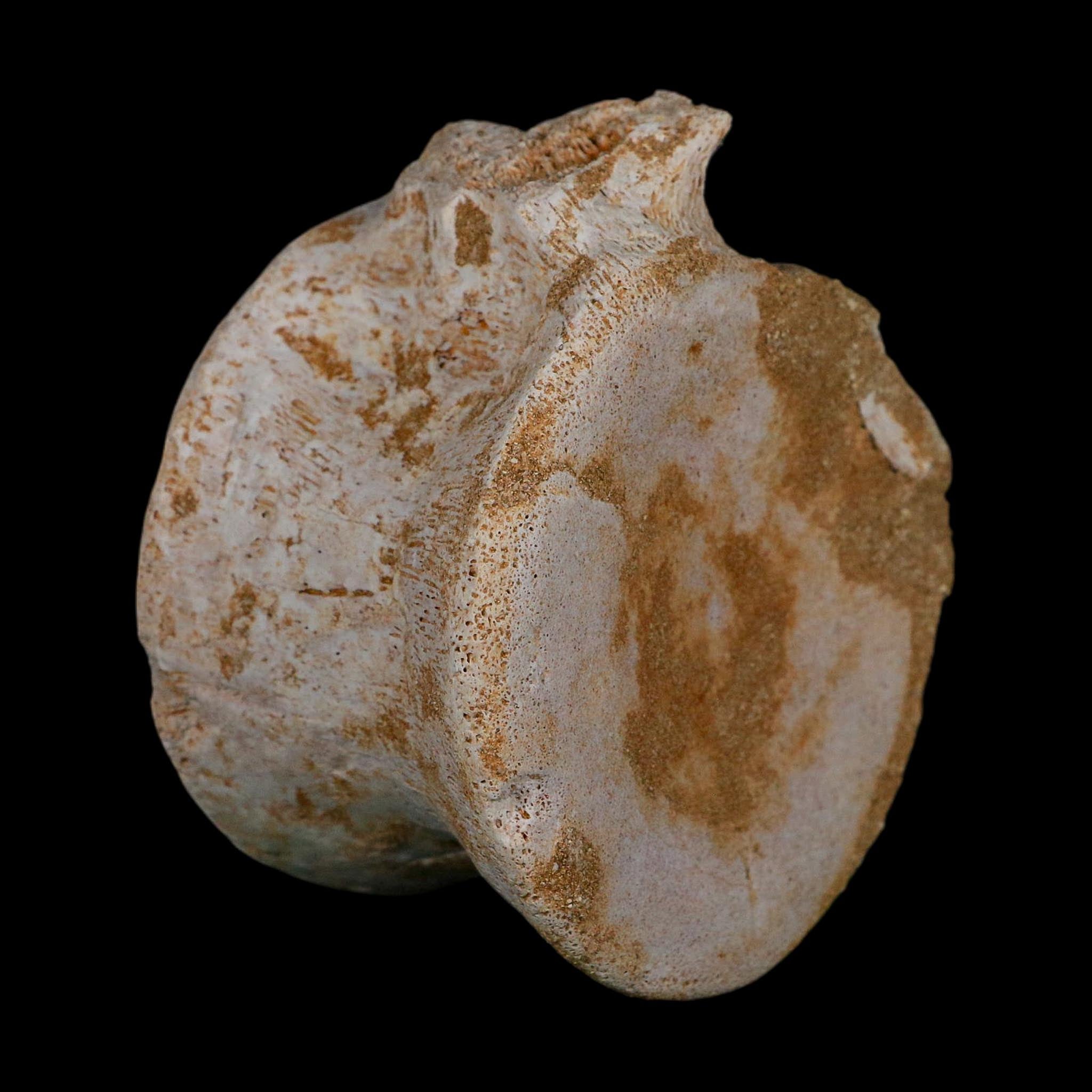 3.3" Plesiosaurus Fossil Vertebrae Cretaceous Dinosaur Era Morocco Zarafasaura COA