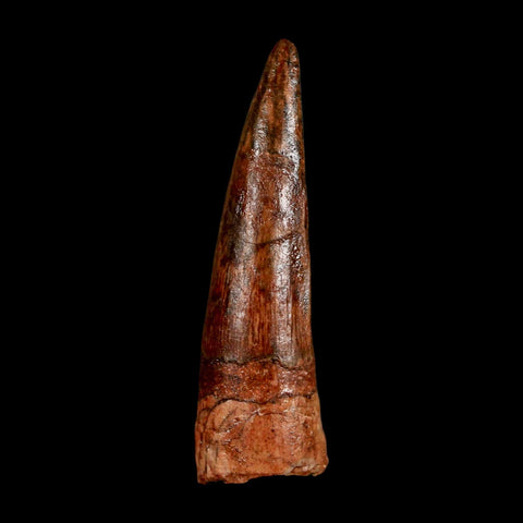 1.9" Spinosaurus Fossil Tooth 100 Million Years Old Cretaceous Dinosaur COA Stand