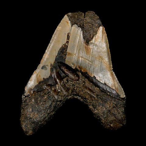 XL 4.4" Quality Megalodon Shark Tooth Serrated Fossil Natural Miocene Age COA