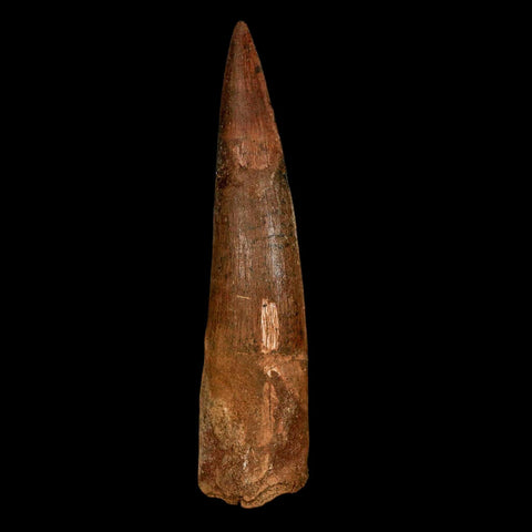 XL 3.7" Spinosaurus Fossil Tooth 100 Million Years Old Cretaceous Dinosaur COA - Fossil Age Minerals