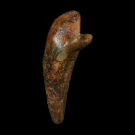 1.2" Extinct Cave Bear Ursus Spelaeus Incisor Tooth Rooted Pleistocene Age COA, Display