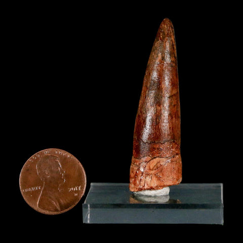 1.9" Spinosaurus Fossil Tooth 100 Million Years Old Cretaceous Dinosaur COA Stand
