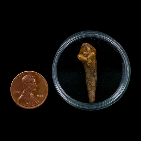 1.2" Extinct Cave Bear Ursus Spelaeus Incisor Tooth Rooted Pleistocene Age COA, Display - Fossil Age Minerals
