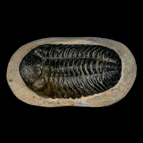 2.1" Moroccops Trilobite Fossil Devonian Morocco 400 Million Years Old COA - Fossil Age Minerals