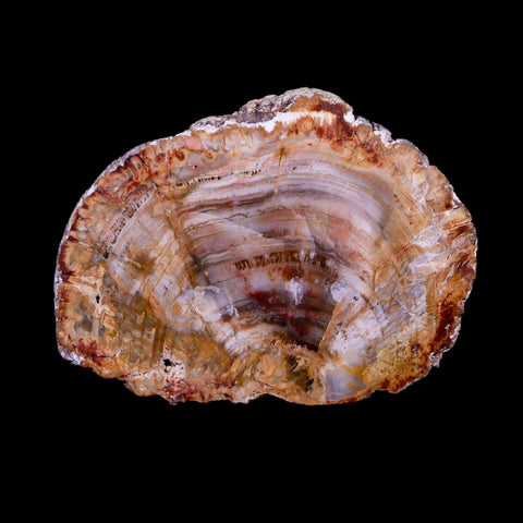 2.1" Fossilized Polished Petrified Wood Branch Madagascar 66-225 Million Yrs Old - Fossil Age Minerals