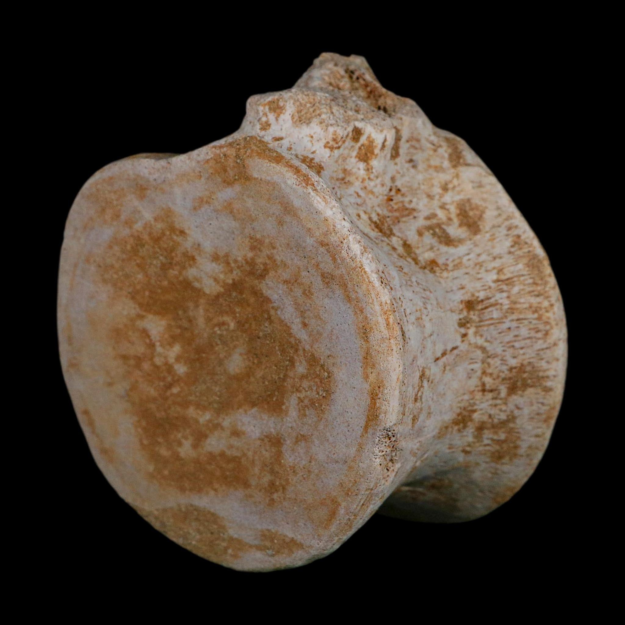 3.3" Plesiosaurus Fossil Vertebrae Cretaceous Dinosaur Era Morocco Zarafasaura COA