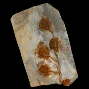 3.7" Sparganium Antiguum Fossil Plant Leaf Paleocene Age Fort Union FM Glendive MT