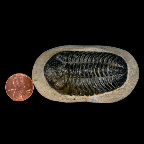 2.1" Moroccops Trilobite Fossil Devonian Morocco 400 Million Years Old COA - Fossil Age Minerals