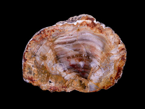 2.1" Fossilized Polished Petrified Wood Branch Madagascar 66-225 Million Yrs Old - Fossil Age Minerals