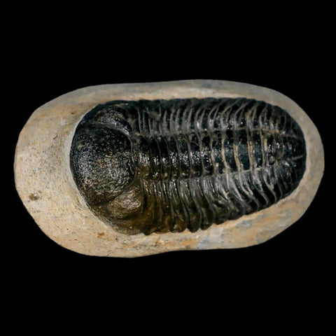 2.1" Moroccops Trilobite Fossil Devonian Morocco 400 Million Years Old COA - Fossil Age Minerals