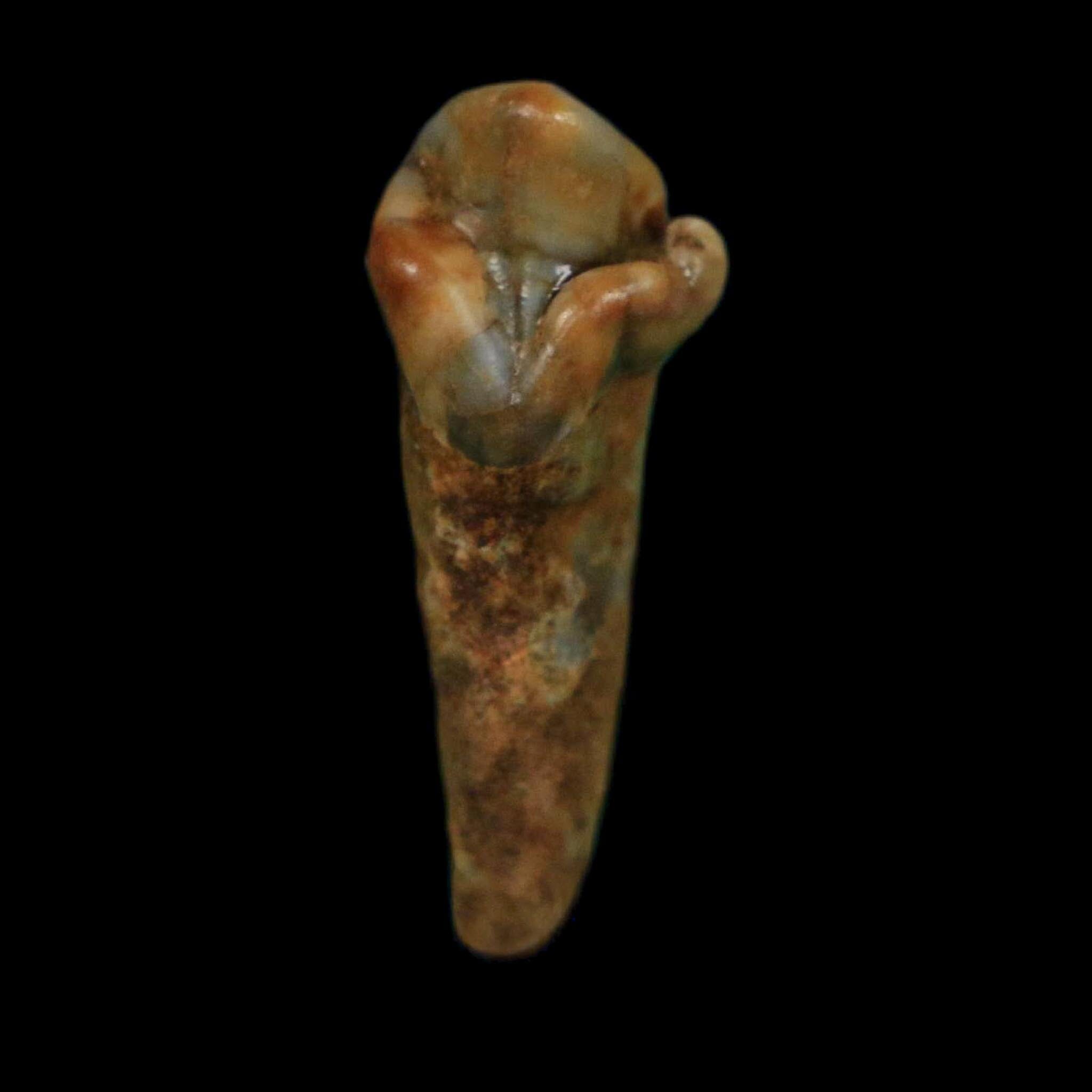1" Extinct Cave Bear Ursus Spelaeus Incisor Tooth Rooted Pleistocene Age COA, Display - Fossil Age Minerals