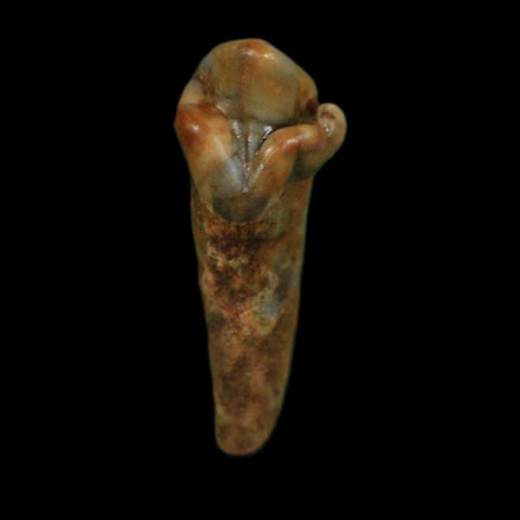 1" Extinct Cave Bear Ursus Spelaeus Incisor Tooth Rooted Pleistocene Age COA, Display - Fossil Age Minerals
