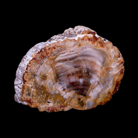 2.1" Fossilized Polished Petrified Wood Branch Madagascar 66-225 Million Yrs Old