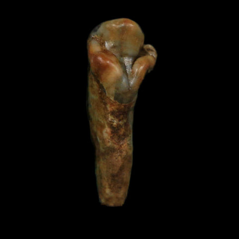 1" Extinct Cave Bear Ursus Spelaeus Incisor Tooth Rooted Pleistocene Age COA, Display - Fossil Age Minerals