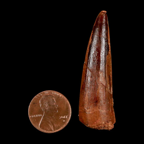 2.1" Spinosaurus Fossil Tooth 100 Million Years Old Cretaceous Dinosaur COA Stand