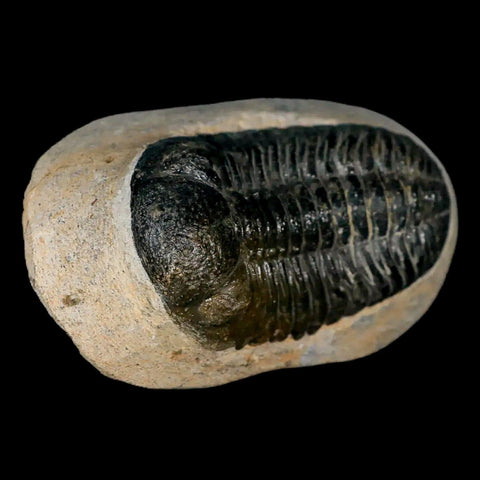 2.1" Moroccops Trilobite Fossil Devonian Morocco 400 Million Years Old COA - Fossil Age Minerals