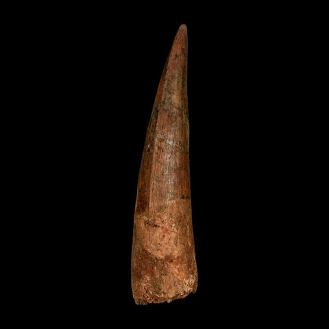 XL 3.7" Spinosaurus Fossil Tooth 100 Million Years Old Cretaceous Dinosaur COA - Fossil Age Minerals