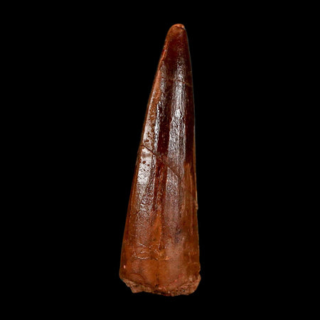 2.1" Spinosaurus Fossil Tooth 100 Million Years Old Cretaceous Dinosaur COA Stand