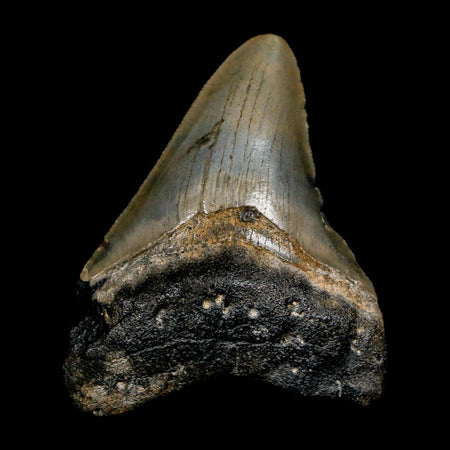 2.8" Quality Megalodon Shark Tooth Serrated Fossil Natural Miocene Age COA