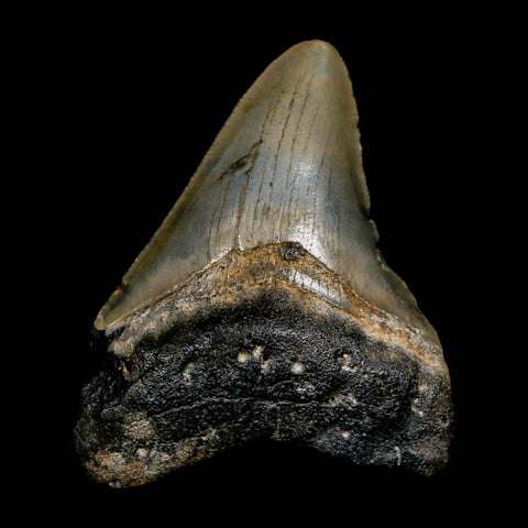 2.8" Quality Megalodon Shark Tooth Serrated Fossil Natural Miocene Age COA - Fossil Age Minerals