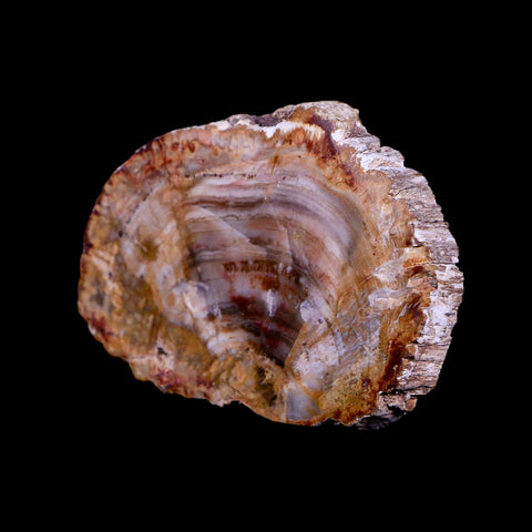 2.1" Fossilized Polished Petrified Wood Branch Madagascar 66-225 Million Yrs Old - Fossil Age Minerals