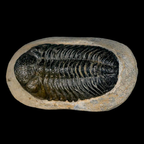 2.1" Moroccops Trilobite Fossil Devonian Morocco 400 Million Years Old COA - Fossil Age Minerals