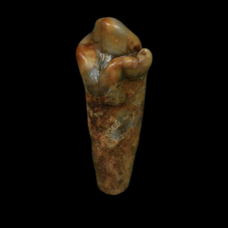 1" Extinct Cave Bear Ursus Spelaeus Incisor Tooth Rooted Pleistocene Age COA, Display