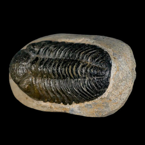 2.1" Moroccops Trilobite Fossil Devonian Morocco 400 Million Years Old COA - Fossil Age Minerals