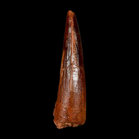 2.1" Spinosaurus Fossil Tooth 100 Million Years Old Cretaceous Dinosaur COA Stand