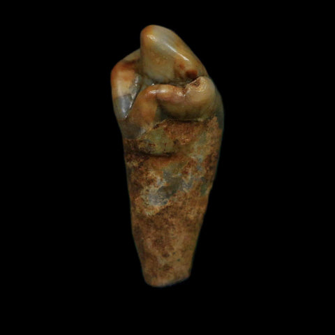 1" Extinct Cave Bear Ursus Spelaeus Incisor Tooth Rooted Pleistocene Age COA, Display - Fossil Age Minerals