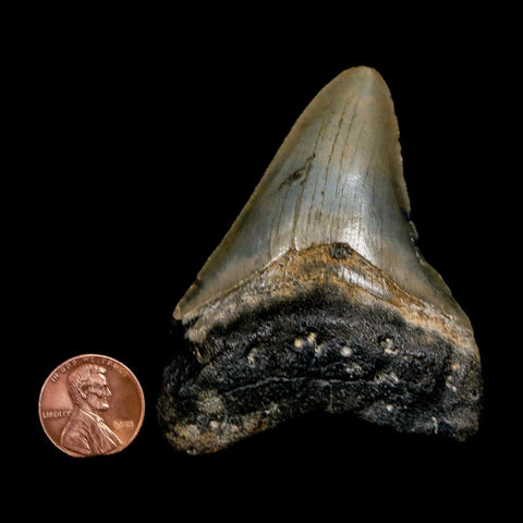 2.8" Quality Megalodon Shark Tooth Serrated Fossil Natural Miocene Age COA - Fossil Age Minerals