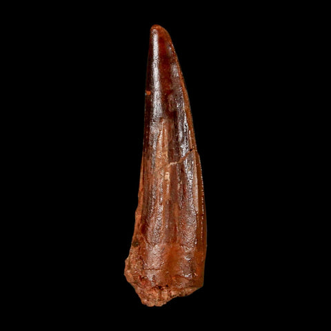2.1" Spinosaurus Fossil Tooth 100 Million Years Old Cretaceous Dinosaur COA Stand