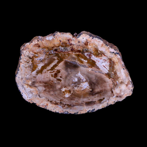 2.2" Fossilized Polished Petrified Wood Branch Madagascar 66-225 Million Yrs Old - Fossil Age Minerals