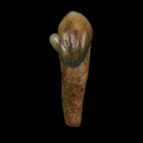 1" Extinct Cave Bear Ursus Spelaeus Incisor Tooth Rooted Pleistocene Age COA, Display - Fossil Age Minerals