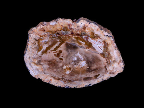 2.2" Fossilized Polished Petrified Wood Branch Madagascar 66-225 Million Yrs Old - Fossil Age Minerals