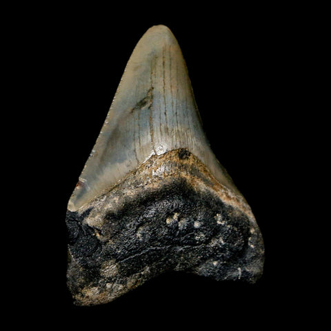 2.8" Quality Megalodon Shark Tooth Serrated Fossil Natural Miocene Age COA - Fossil Age Minerals