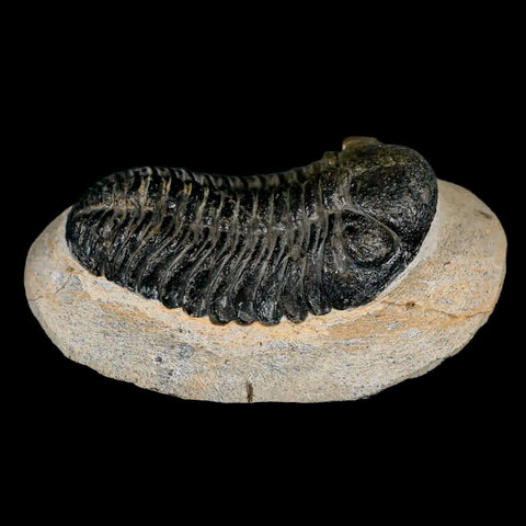 2.1" Moroccops Trilobite Fossil Devonian Morocco 400 Million Years Old COA - Fossil Age Minerals