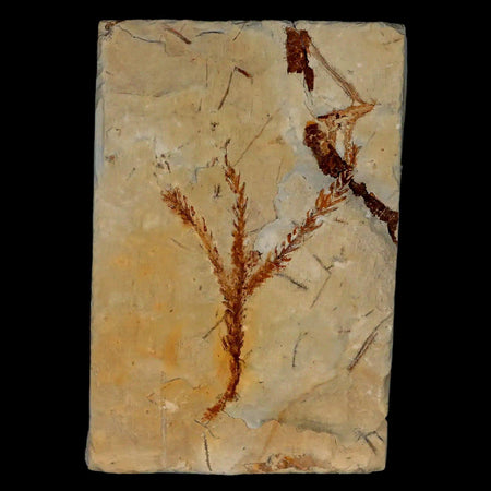 2.3" Taxodium Olrikii  Fossil Plant Leaf Paleocene Age Fort Union FM Glendive MT