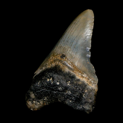 2.8" Quality Megalodon Shark Tooth Serrated Fossil Natural Miocene Age COA - Fossil Age Minerals