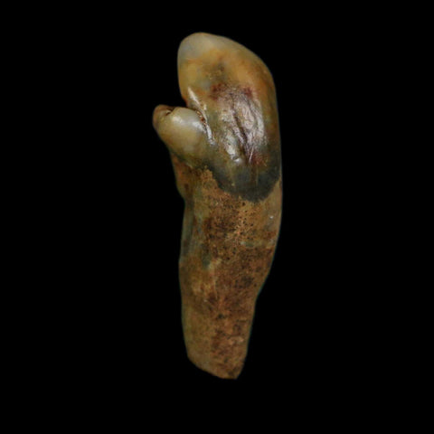 1" Extinct Cave Bear Ursus Spelaeus Incisor Tooth Rooted Pleistocene Age COA, Display - Fossil Age Minerals