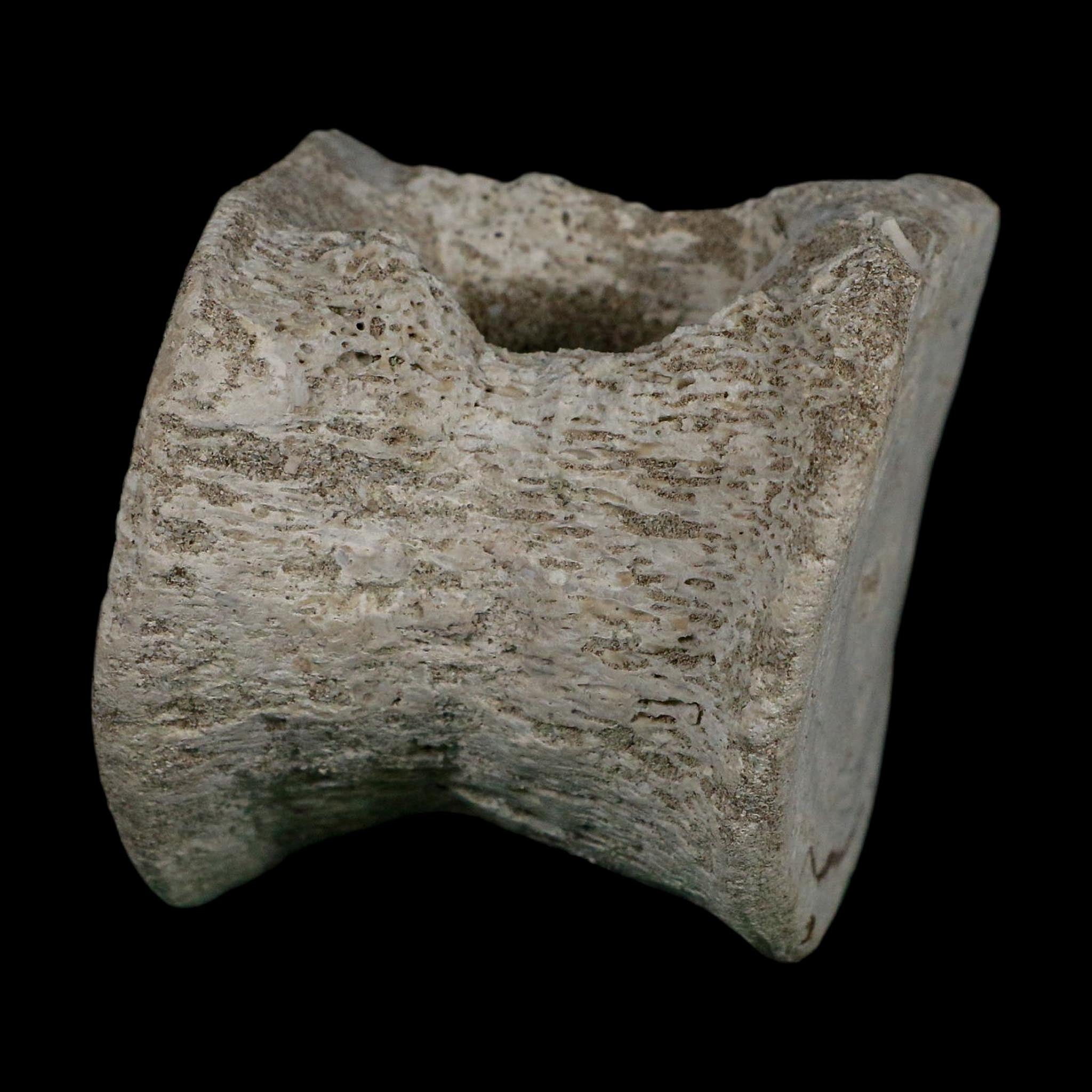 2.9" Plesiosaurus Fossil Vertebrae Cretaceous Dinosaur Era Morocco Zarafasaura COA