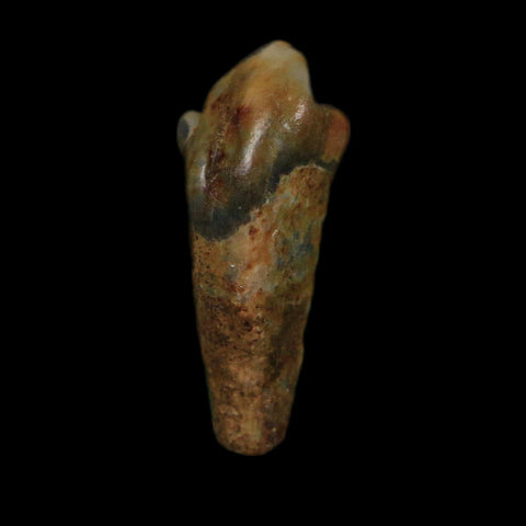 1" Extinct Cave Bear Ursus Spelaeus Incisor Tooth Rooted Pleistocene Age COA, Display - Fossil Age Minerals
