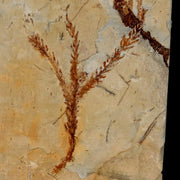2.3" Taxodium Olrikii  Fossil Plant Leaf Paleocene Age Fort Union FM Glendive MT