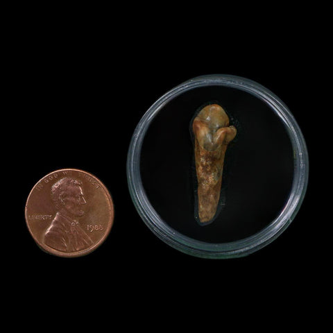 1" Extinct Cave Bear Ursus Spelaeus Incisor Tooth Rooted Pleistocene Age COA, Display - Fossil Age Minerals