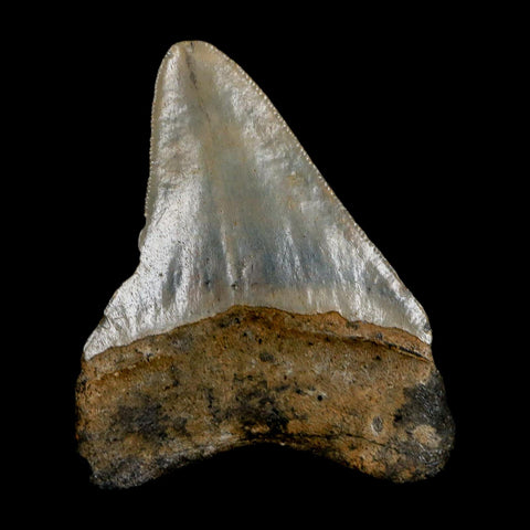 2.8" Quality Megalodon Shark Tooth Serrated Fossil Natural Miocene Age COA - Fossil Age Minerals
