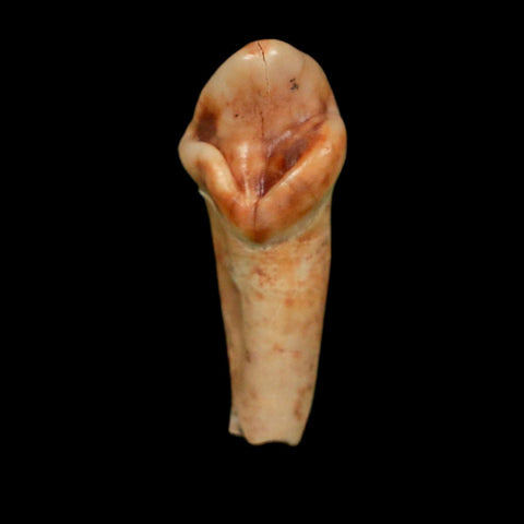 1" Extinct Cave Bear Ursus Spelaeus Incisor Tooth Rooted Pleistocene Age COA, Display - Fossil Age Minerals
