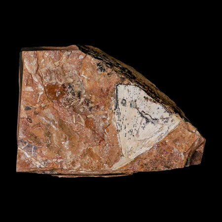1.7" Detailed Ginkgo Cranei Fossil Plant Leaf Morton County, ND Paleocene Age COA
