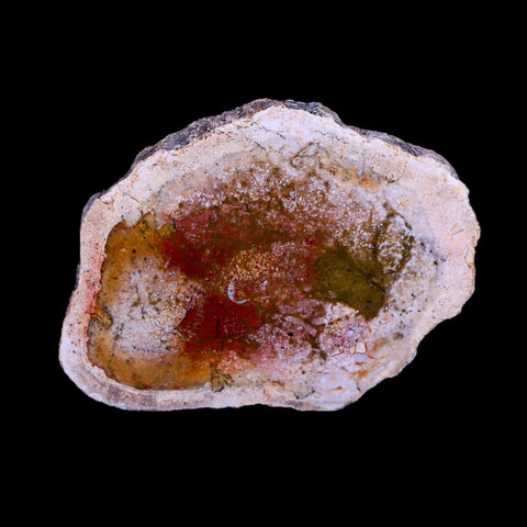 2.2" Fossilized Polished Petrified Wood Branch Madagascar 66-225 Million Yrs Old - Fossil Age Minerals